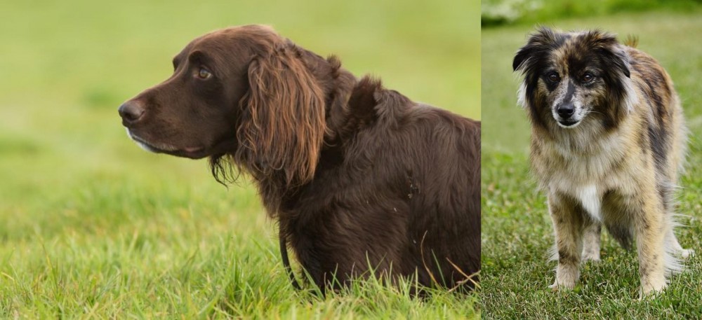 Pyrenean Shepherd vs German Longhaired Pointer - Breed Comparison