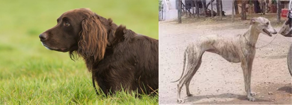 Rampur Greyhound vs German Longhaired Pointer - Breed Comparison