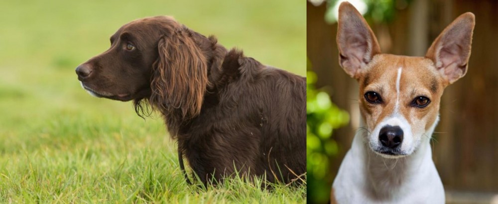 Rat Terrier vs German Longhaired Pointer - Breed Comparison