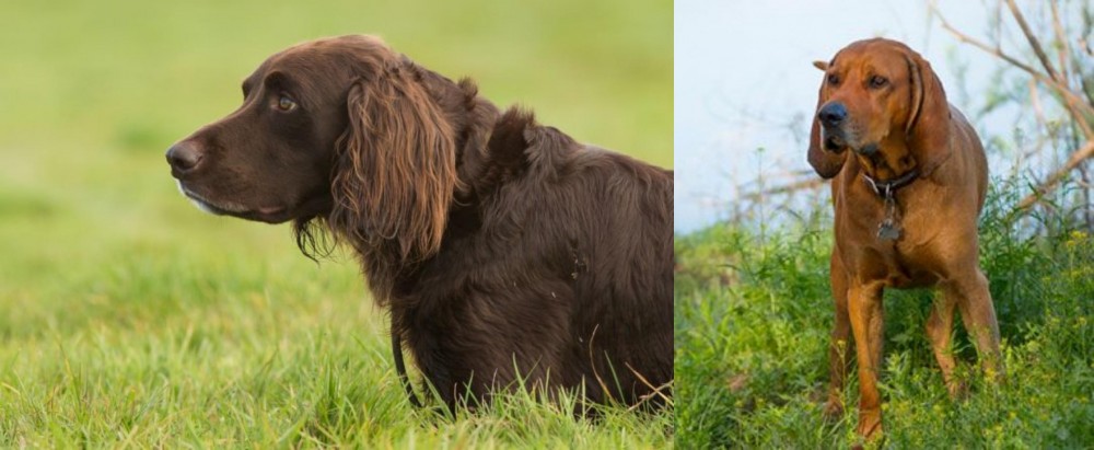 Redbone Coonhound vs German Longhaired Pointer - Breed Comparison