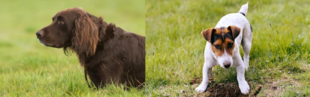 Russell Terrier vs German Longhaired Pointer - Breed Comparison