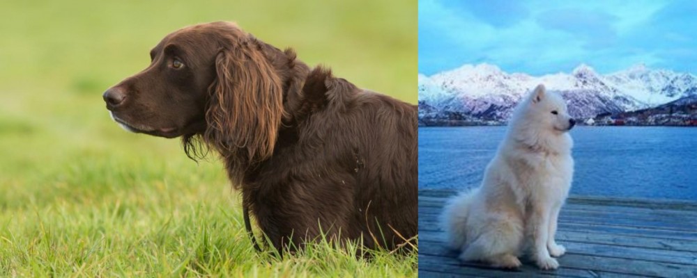Samoyed vs German Longhaired Pointer - Breed Comparison