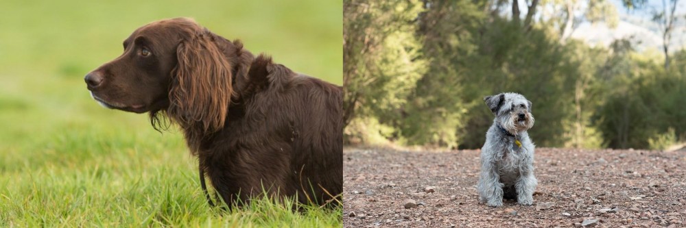 Schnoodle vs German Longhaired Pointer - Breed Comparison