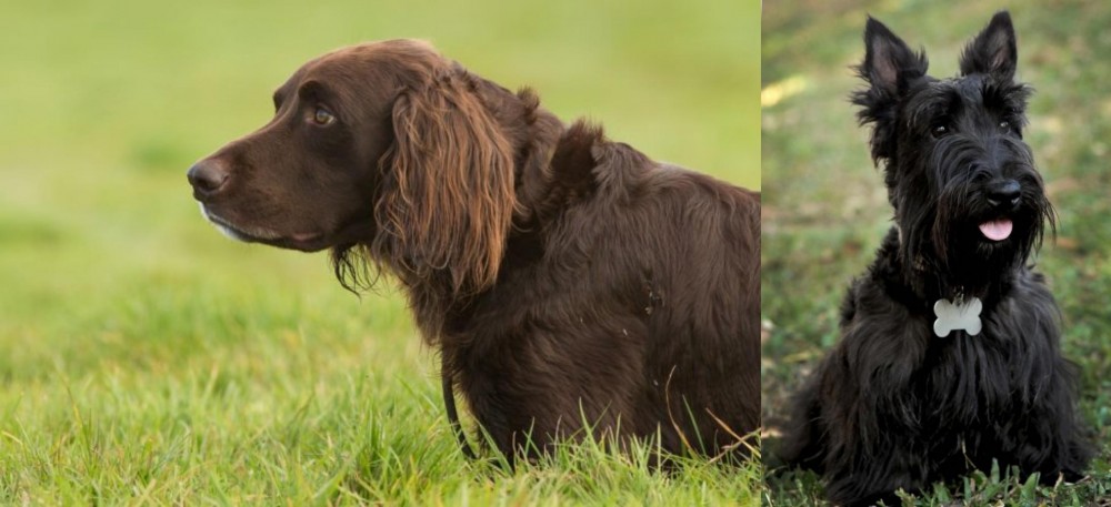 Scoland Terrier vs German Longhaired Pointer - Breed Comparison
