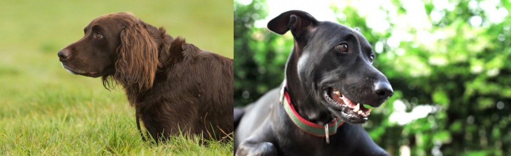 Shepard Labrador vs German Longhaired Pointer - Breed Comparison