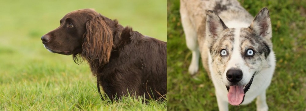 Shepherd Husky vs German Longhaired Pointer - Breed Comparison