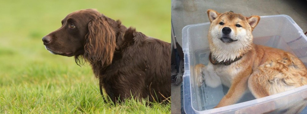Shiba Inu vs German Longhaired Pointer - Breed Comparison