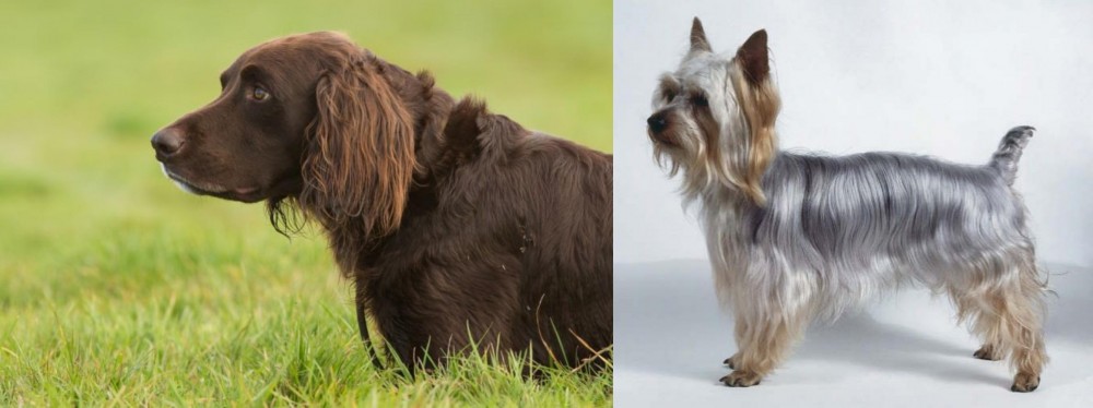 Silky Terrier vs German Longhaired Pointer - Breed Comparison