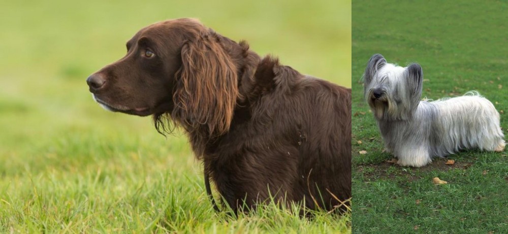 Skye Terrier vs German Longhaired Pointer - Breed Comparison