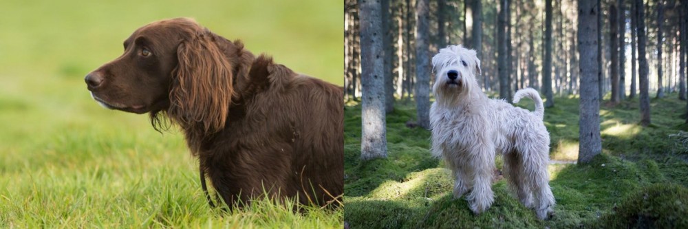 Soft-Coated Wheaten Terrier vs German Longhaired Pointer - Breed Comparison