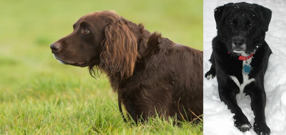 St. John's Water Dog vs German Longhaired Pointer - Breed Comparison