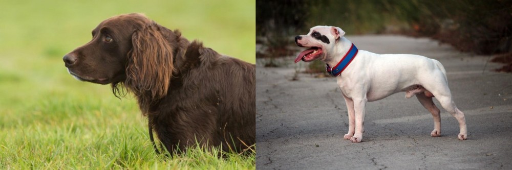 Staffordshire Bull Terrier vs German Longhaired Pointer - Breed Comparison