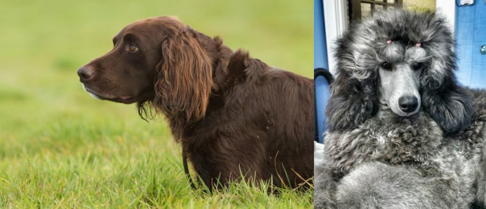 Standard Poodle vs German Longhaired Pointer - Breed Comparison