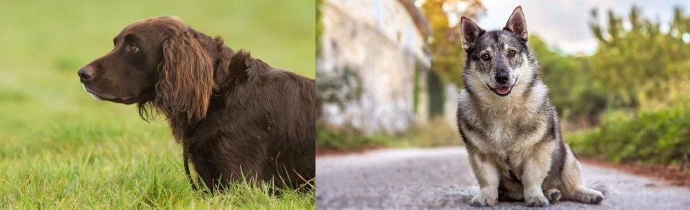 Swedish Vallhund vs German Longhaired Pointer - Breed Comparison