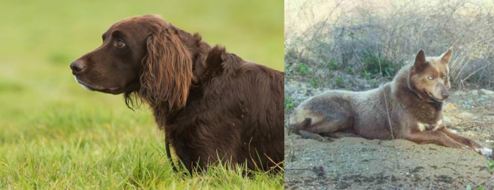 Tahltan Bear Dog vs German Longhaired Pointer - Breed Comparison