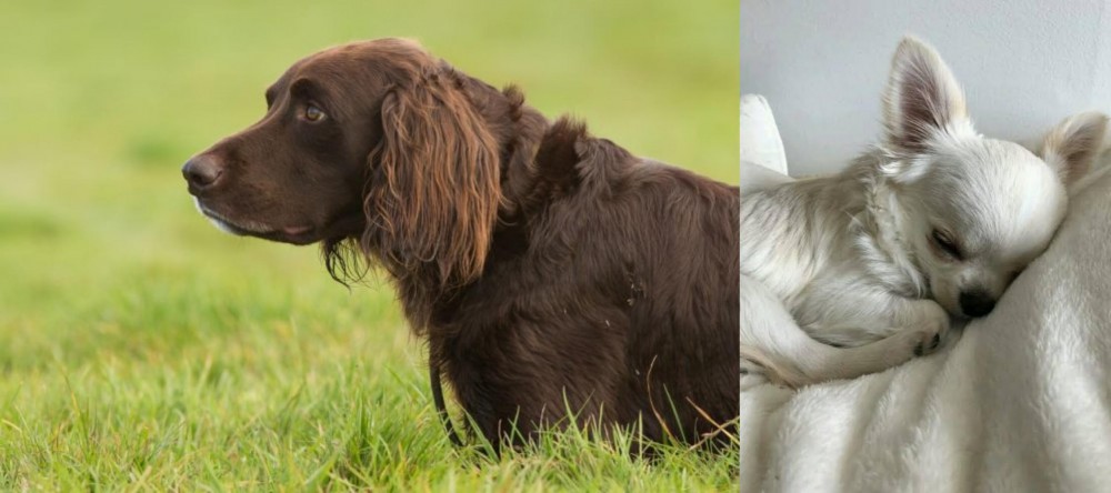Tea Cup Chihuahua vs German Longhaired Pointer - Breed Comparison