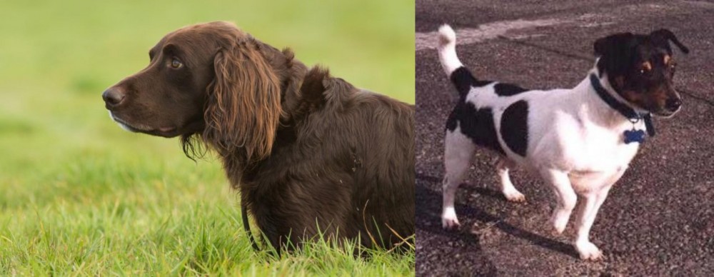 Teddy Roosevelt Terrier vs German Longhaired Pointer - Breed Comparison