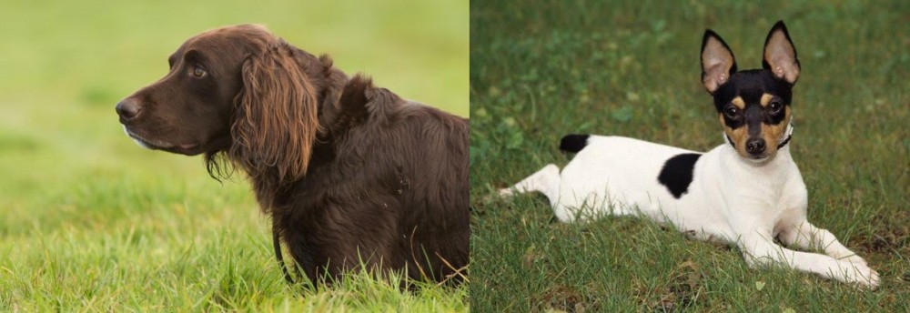 Toy Fox Terrier vs German Longhaired Pointer - Breed Comparison