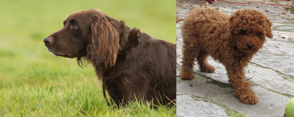 Toy Poodle vs German Longhaired Pointer - Breed Comparison