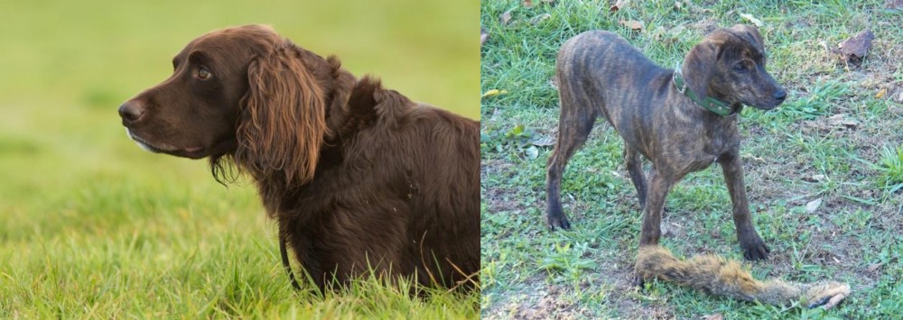 Treeing Cur vs German Longhaired Pointer - Breed Comparison