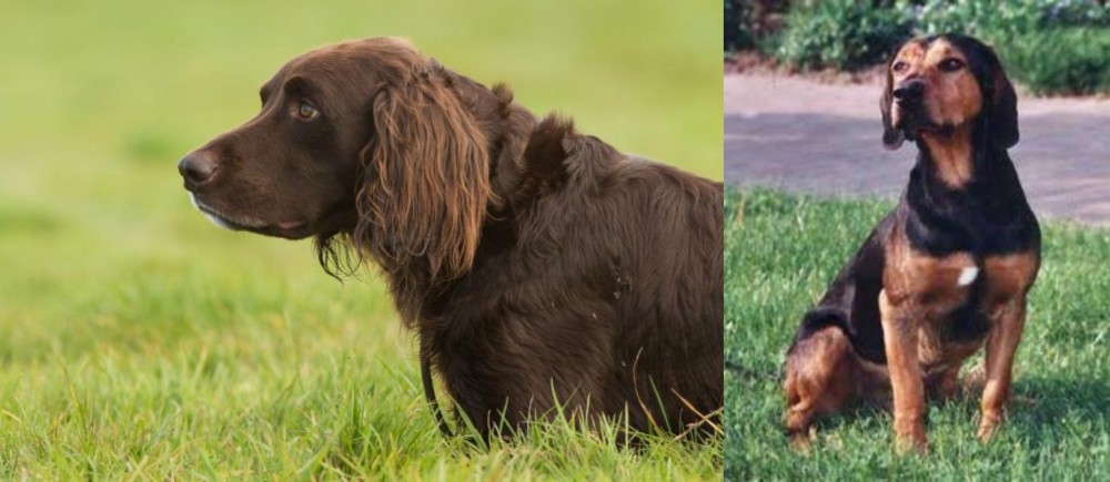 Tyrolean Hound vs German Longhaired Pointer - Breed Comparison