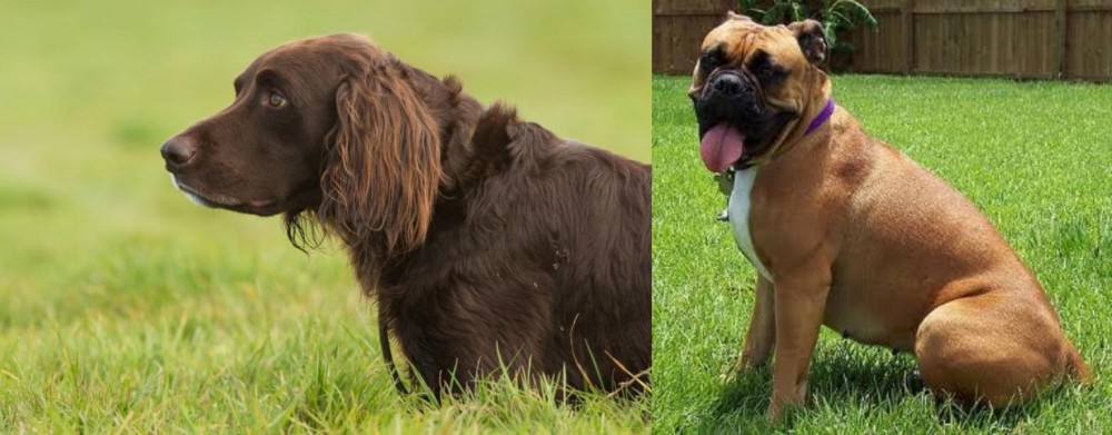Valley Bulldog vs German Longhaired Pointer - Breed Comparison