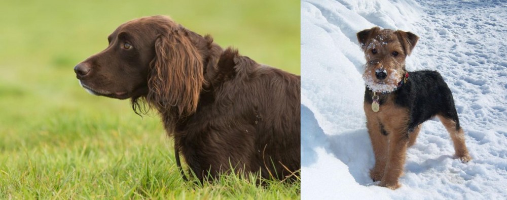 Welsh Terrier vs German Longhaired Pointer - Breed Comparison