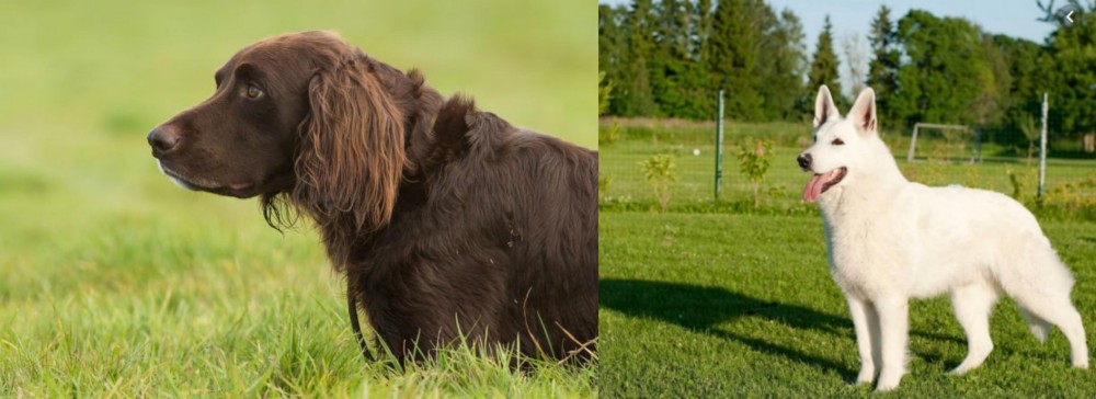 White Shepherd vs German Longhaired Pointer - Breed Comparison