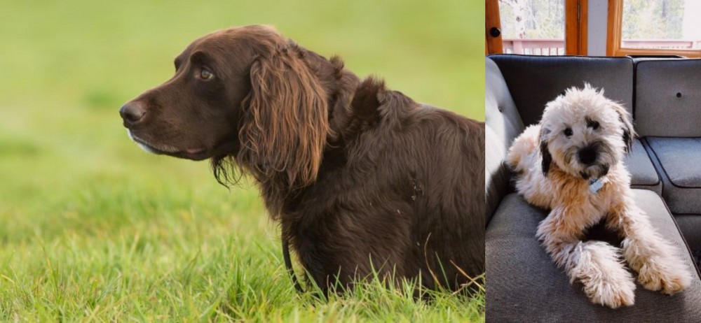 Whoodles vs German Longhaired Pointer - Breed Comparison