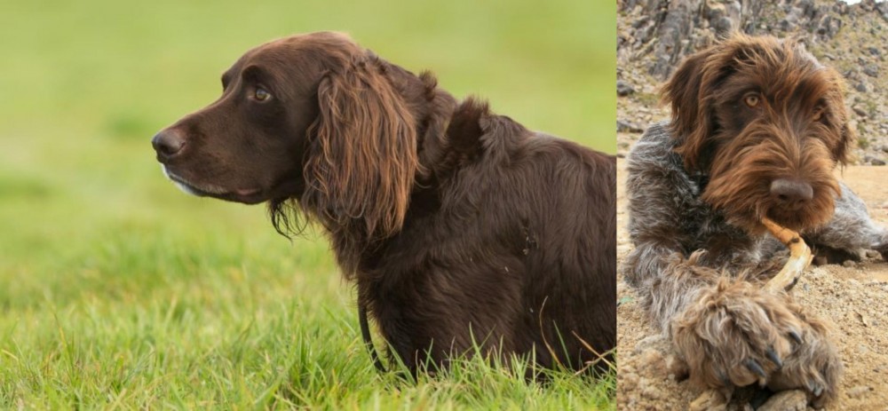 Wirehaired Pointing Griffon vs German Longhaired Pointer - Breed Comparison
