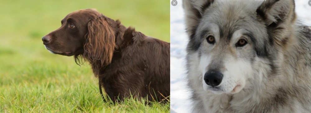 Wolfdog vs German Longhaired Pointer - Breed Comparison