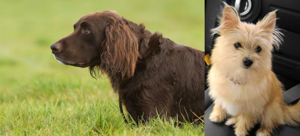 Yoranian vs German Longhaired Pointer - Breed Comparison