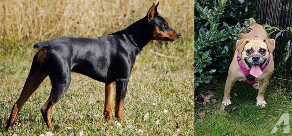Beabull vs German Pinscher - Breed Comparison