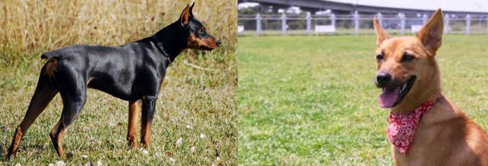Formosan Mountain Dog vs German Pinscher - Breed Comparison
