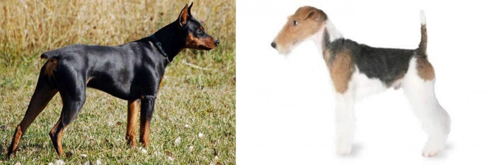 Fox Terrier vs German Pinscher - Breed Comparison