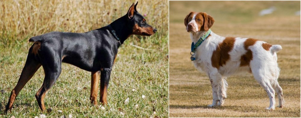 French Brittany vs German Pinscher - Breed Comparison