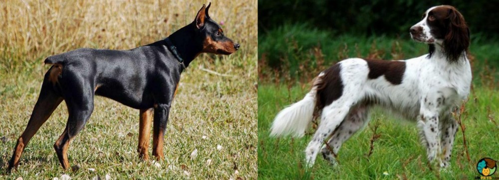 French Spaniel vs German Pinscher - Breed Comparison