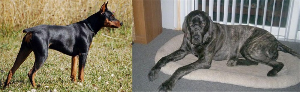 Giant Maso Mastiff vs German Pinscher - Breed Comparison