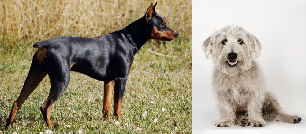 Glen of Imaal Terrier vs German Pinscher - Breed Comparison