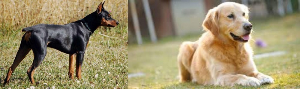 Goldador vs German Pinscher - Breed Comparison