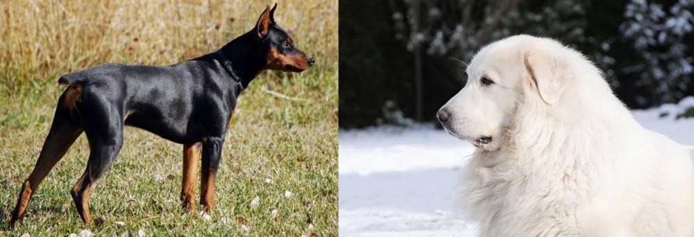 Great Pyrenees vs German Pinscher - Breed Comparison