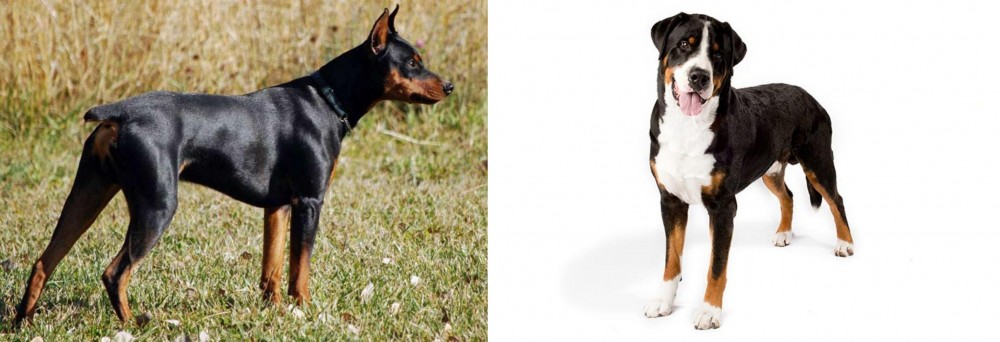Greater Swiss Mountain Dog vs German Pinscher - Breed Comparison