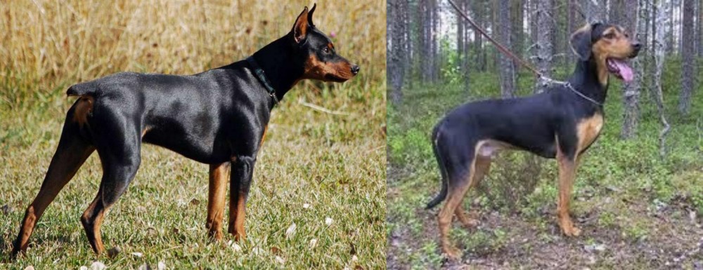 Greek Harehound vs German Pinscher - Breed Comparison
