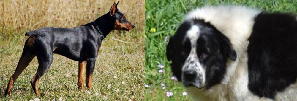 Greek Sheepdog vs German Pinscher - Breed Comparison