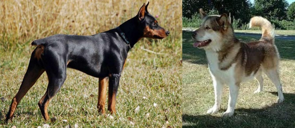 Greenland Dog vs German Pinscher - Breed Comparison