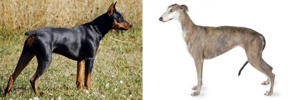 Greyhound vs German Pinscher - Breed Comparison