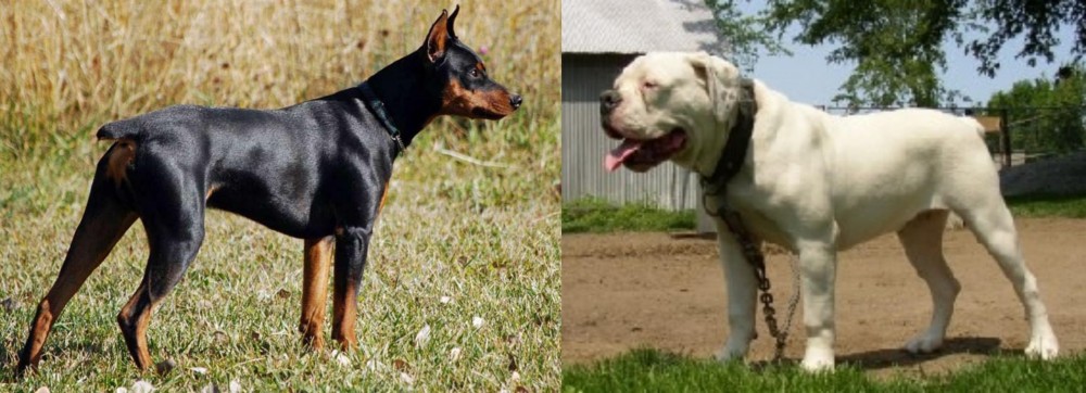 Hermes Bulldogge vs German Pinscher - Breed Comparison