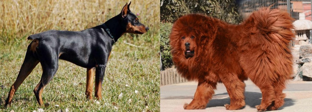 Himalayan Mastiff vs German Pinscher - Breed Comparison