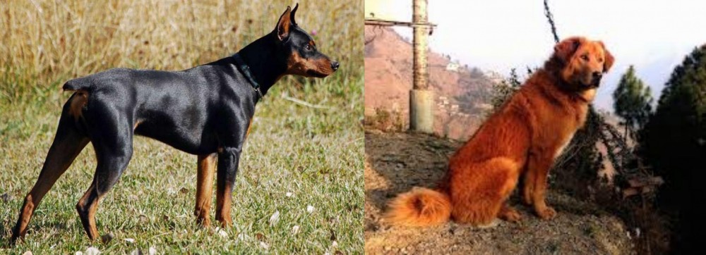 Himalayan Sheepdog vs German Pinscher - Breed Comparison