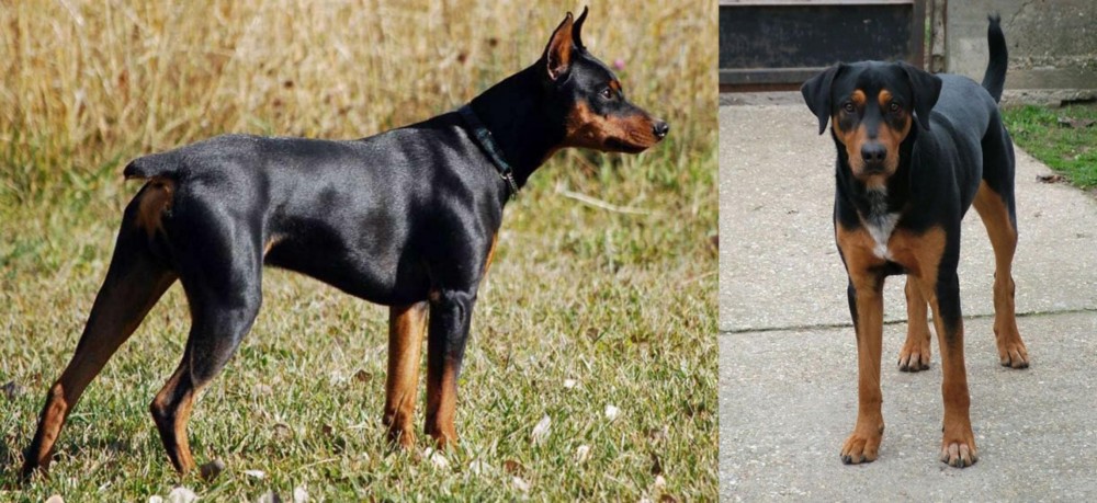Hungarian Hound vs German Pinscher - Breed Comparison